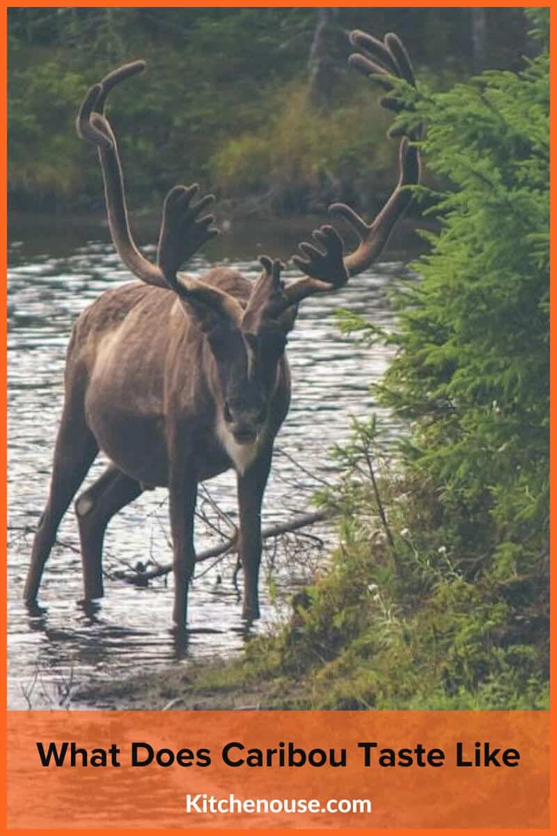 What Does Caribou Taste Like